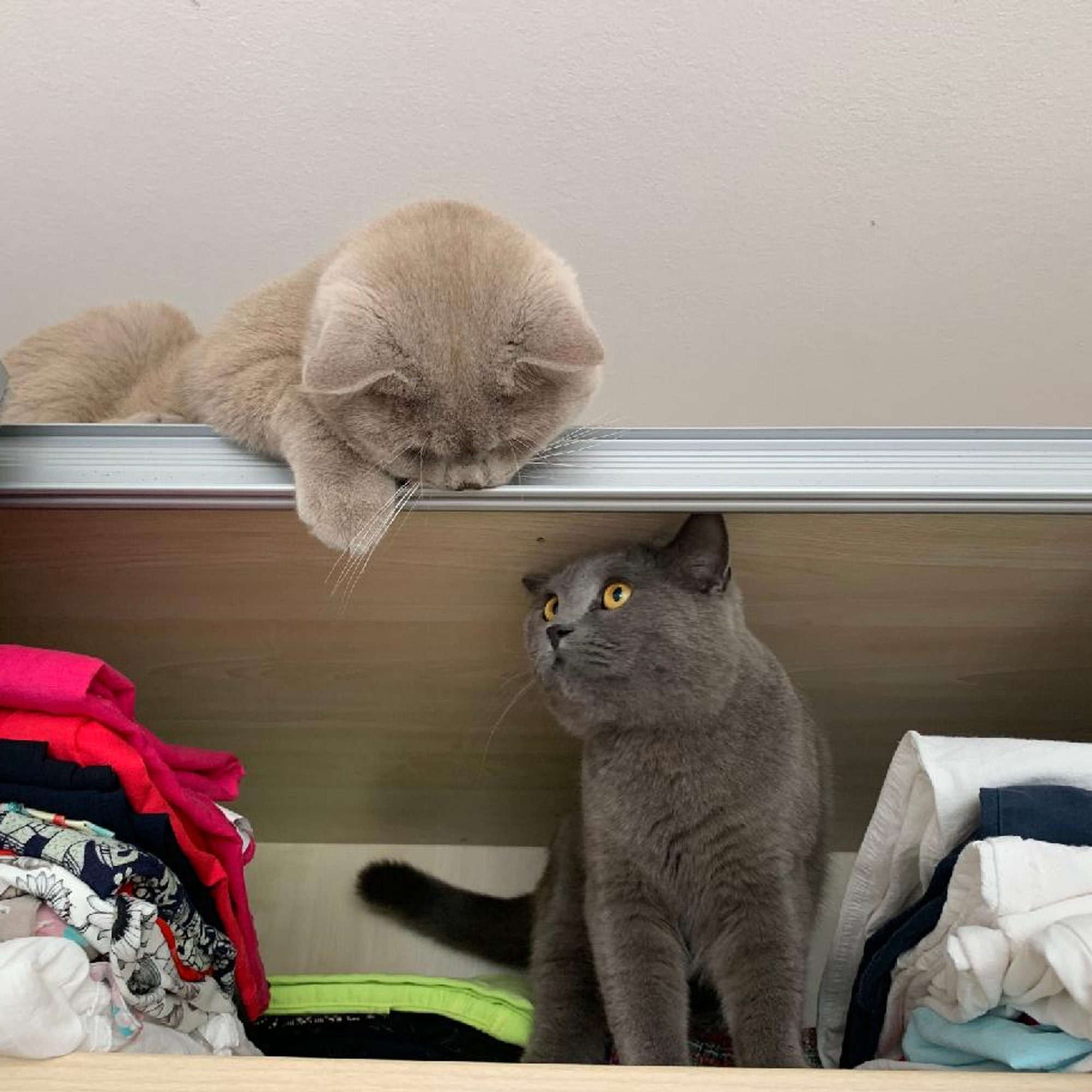 British Shorthair Cat