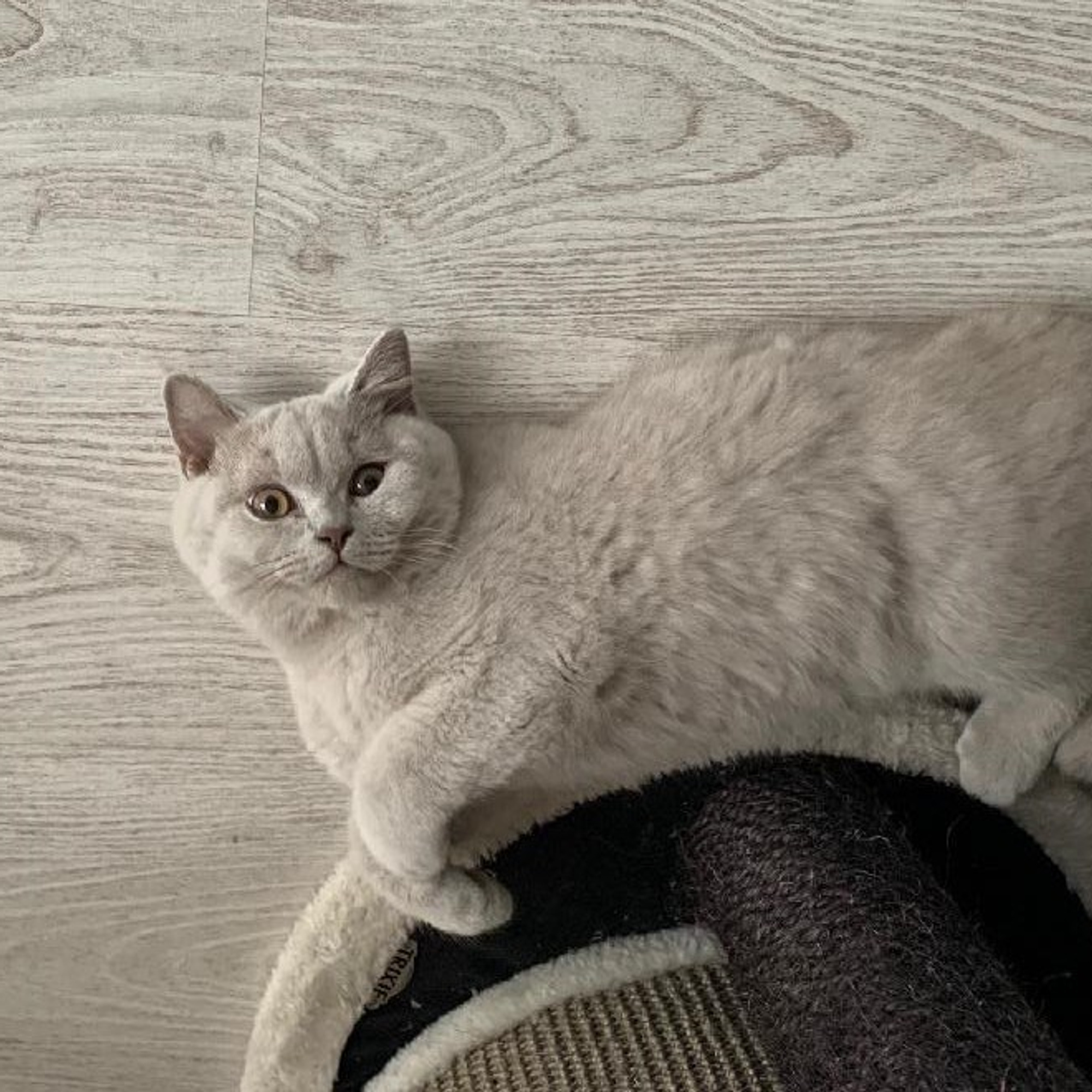 British Shorthair Cat