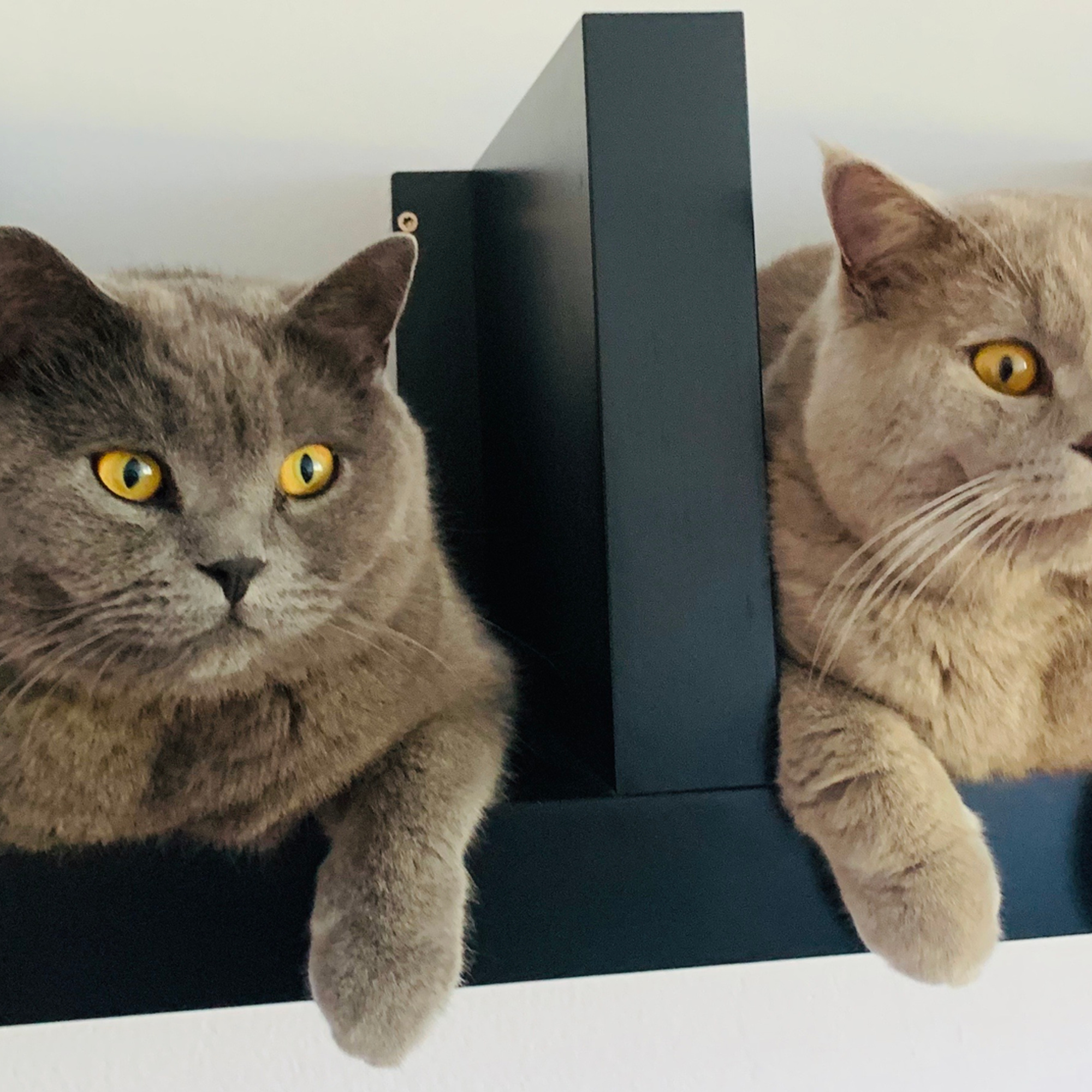 British Shorthair Cat